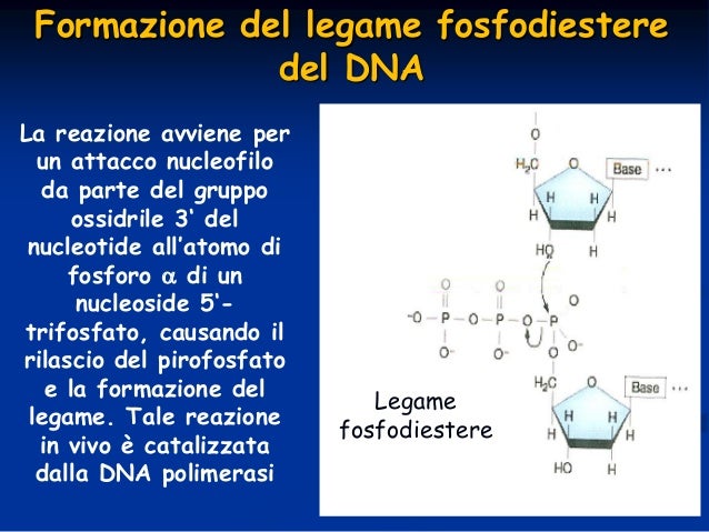 Da Cosa è Composto Il Dna Il DNA: struttura, funzione e replicazione