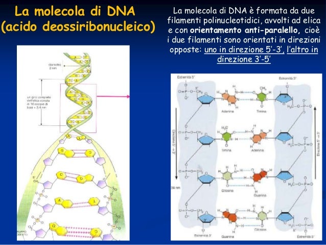Da Cosa è Composto Il Dna Il DNA: struttura, funzione e replicazione