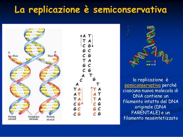 Dove Avviene La Duplicazione Del Dna