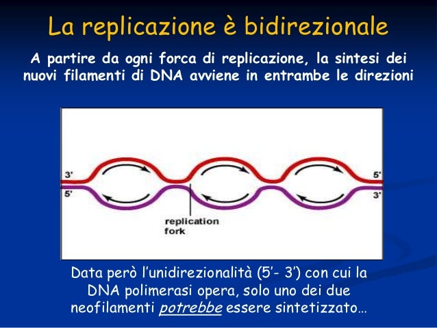 Il DNA: struttura, funzione e replicazione