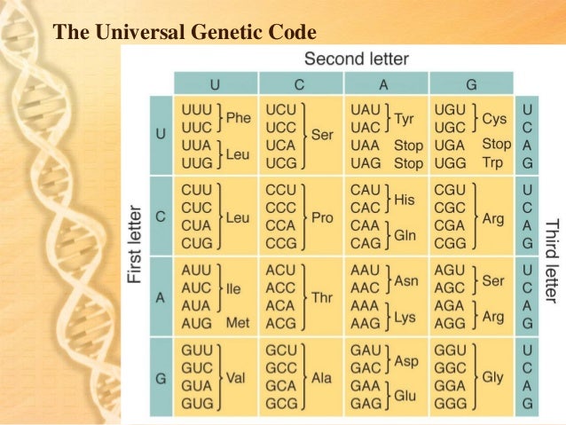 universal genome in the origin of Order now starting at $16900 y-dna - universal male test males can test their y-dna to determine the origin of their paternal line note that the y-dna test strictly checks the paternal. universal genome in the origin of Order now starting at $16900 y-dna - universal male test males can test their y-dna to determine the origin of their paternal line note that the y-dna test strictly checks the paternal.