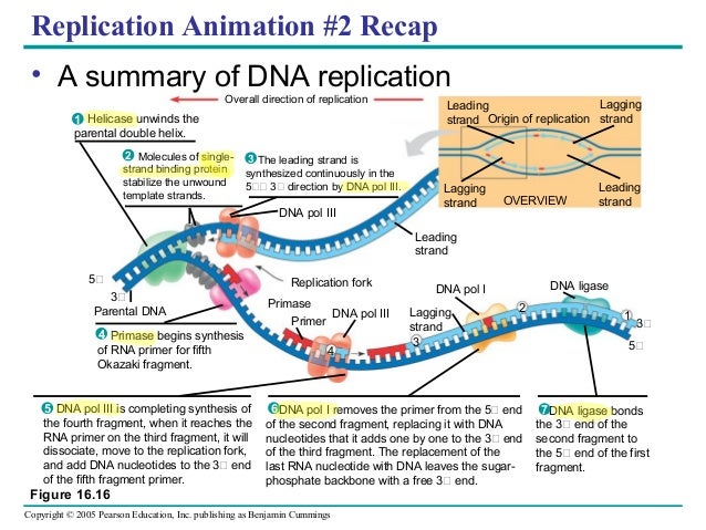 Dna Replication Diagram Dna Tree Tattoo Design Code