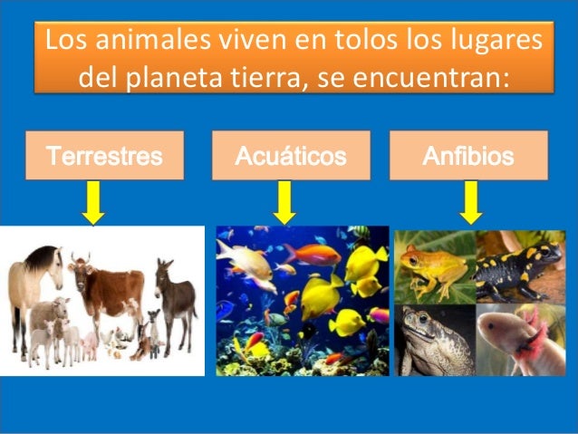 Dónde viven los animales