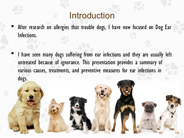 what causes ear infections in dogs ear infection in dogs causes treatments and prevention what causes ear infections in dogs ear infection in dogs causes treatments and prevention
