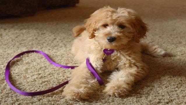 Puppy agility training