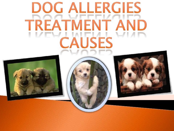 allergy relief for dogs skin allergy remedies for skin allergies breeds picture allergy relief for dogs skin allergy remedies for skin allergies breeds picture