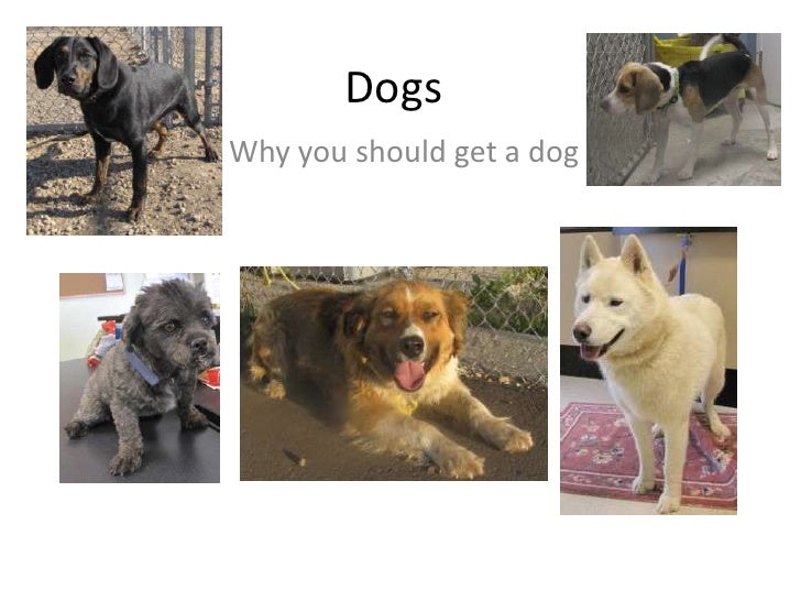 when should puppies get dogs why you should get a when should puppies get dogs why you should get a