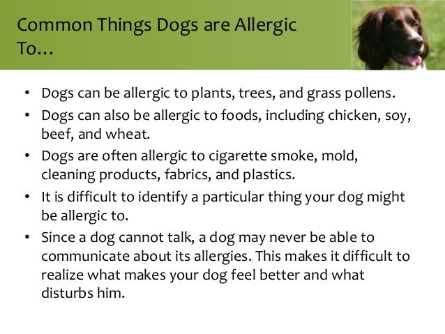 what are dogs allergic to dogs and the allergies they are prone to what are dogs allergic to dogs and the allergies they are prone to
