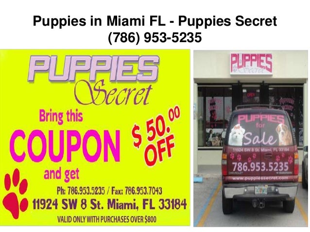 puppies for sale in miami fl puppies for sale miami fl puppies for sale in miami fl puppies for sale miami fl