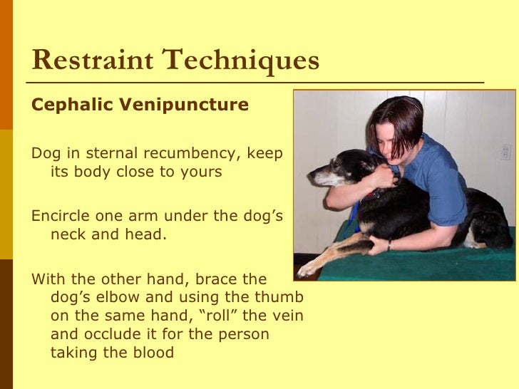 Dogs I Behavior And Restraint Of Dogs