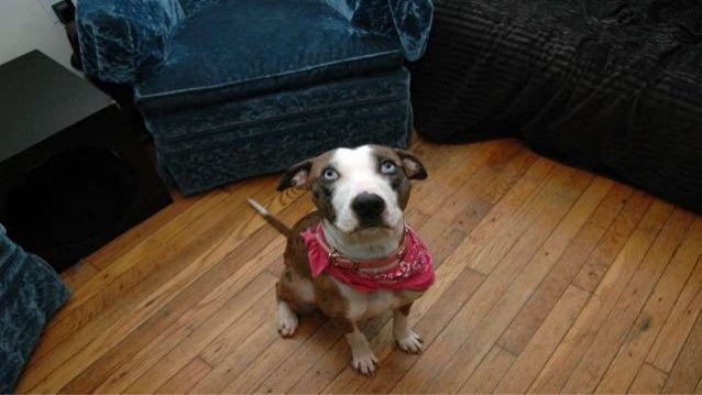 Dog training - the best method to train your dog fast without touching ...