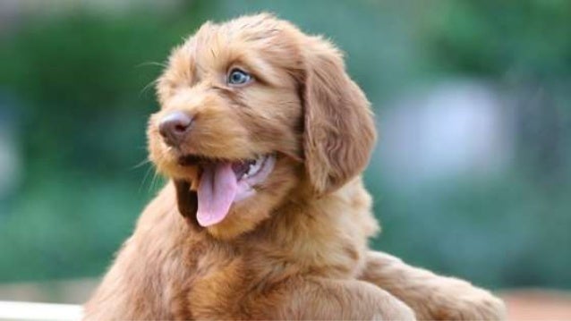 how to your puppy not to bite your puppy not to bite how to your puppy not to bite your puppy not to bite