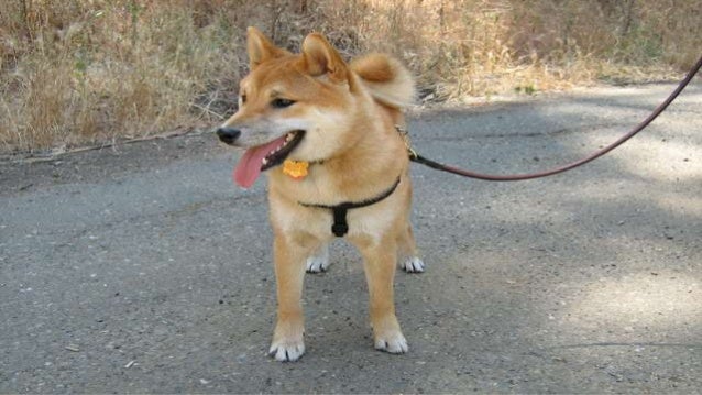 how to not to pull on leash your to not pull on the leash how to not to pull on leash your to not pull on the leash
