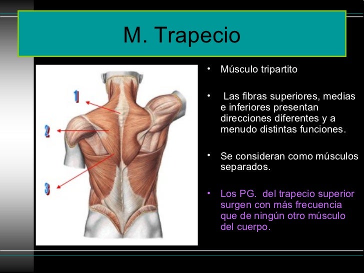 El tratamiento de la columna vertebral del s. seule