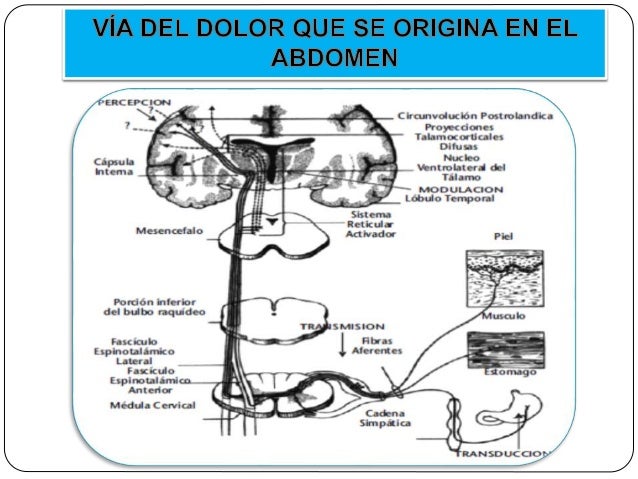 Que tintura del dolor en la espalda