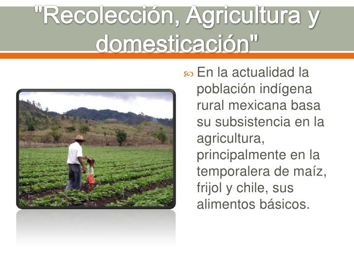 Domesticación de plantas y origen de la agricultura.
