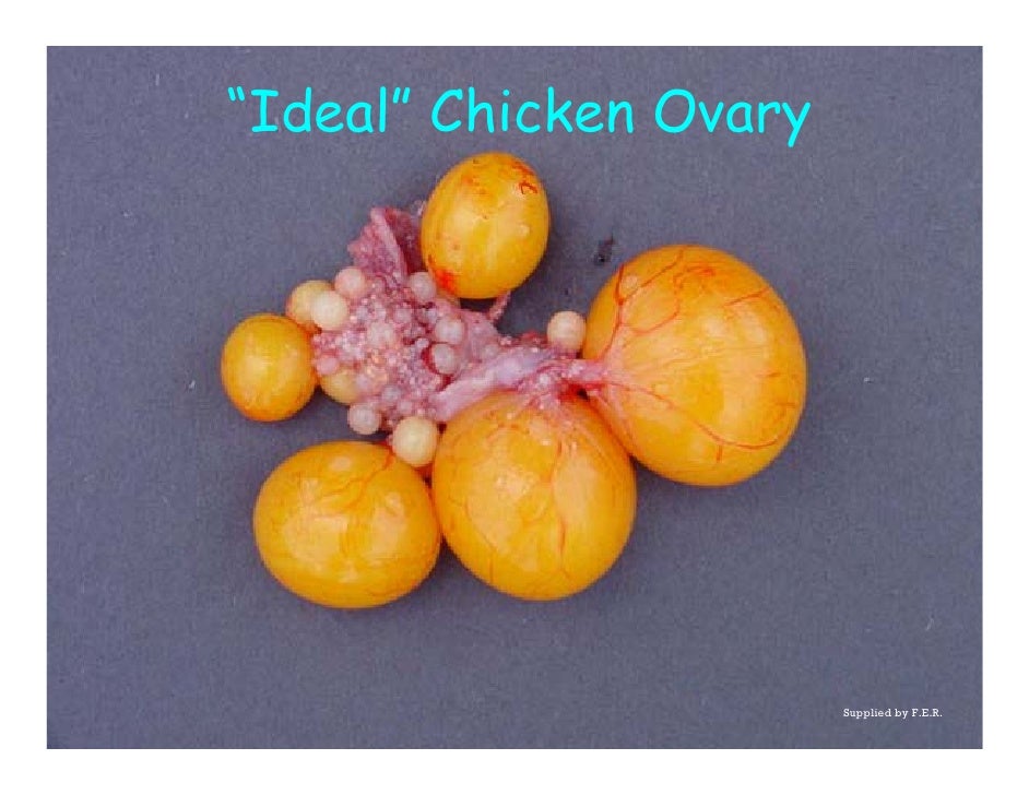 Do double-yolked eggs arise when hens are mated twice per day?