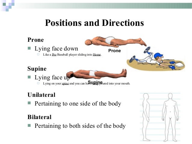 downward position introduction to anatomy downward position introduction to anatomy