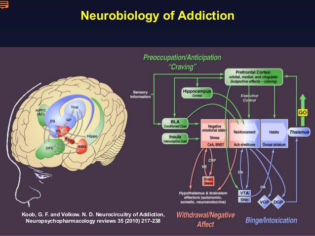 neurobiology and addiction In the past 10 or 15 years, there’s been a shift in thinking about addiction, to a new appreciation that it is, at its root, a maladaptive form of learning and. neurobiology and addiction In the past 10 or 15 years, there’s been a shift in thinking about addiction, to a new appreciation that it is, at its root, a maladaptive form of learning and.