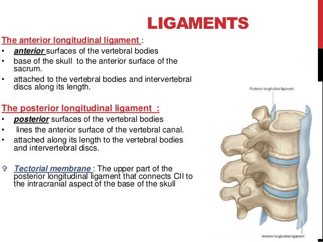 anatomy of spine
