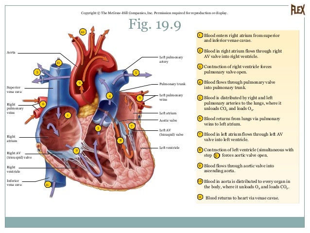 Circulatory System 19.1-19.2