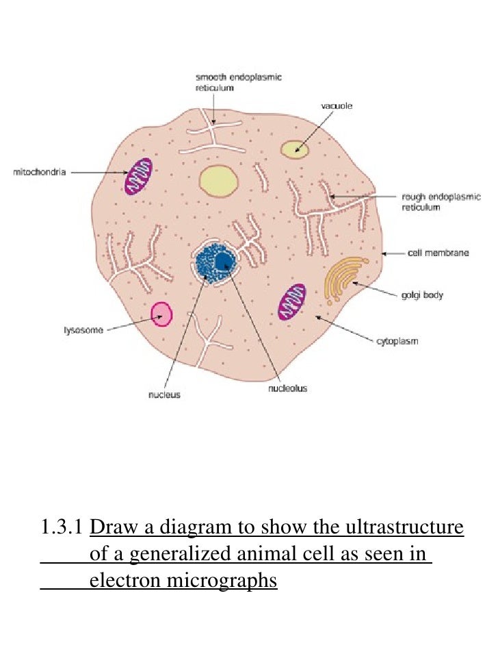 cholesterol in cell membrane
