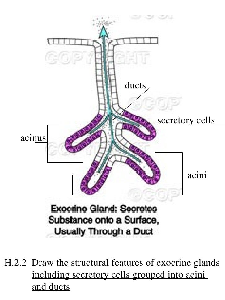 IB Biology Draw assessment statements