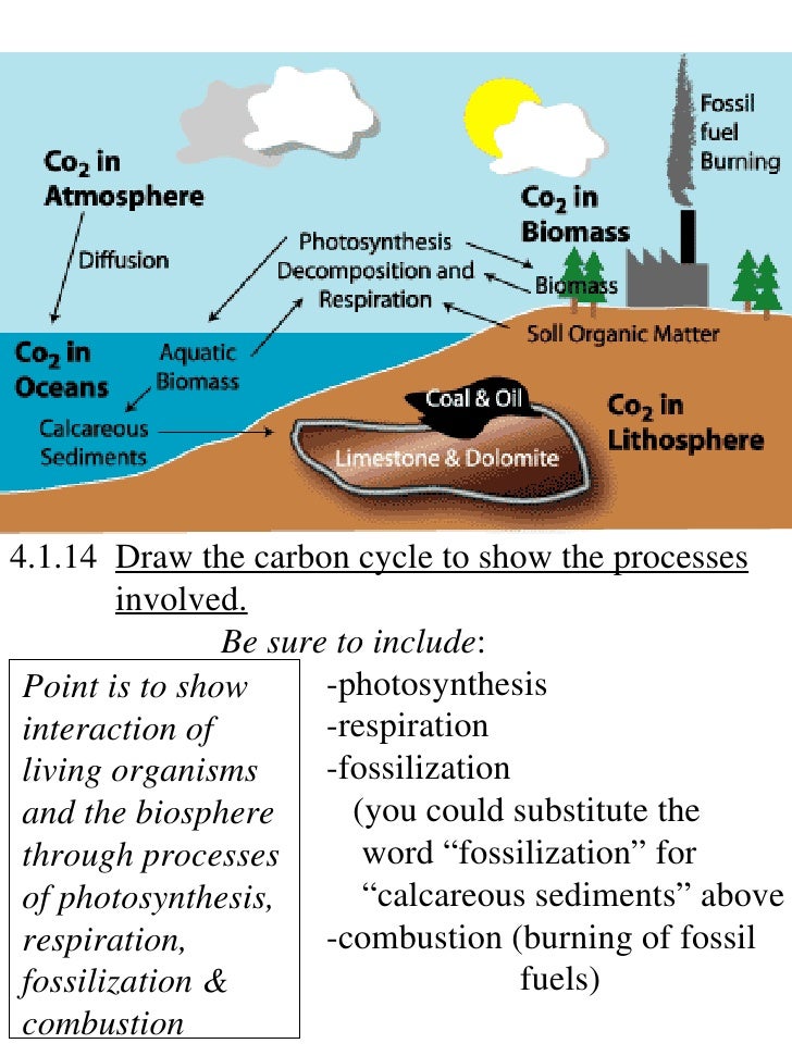 IB Biology Draw assessment statements