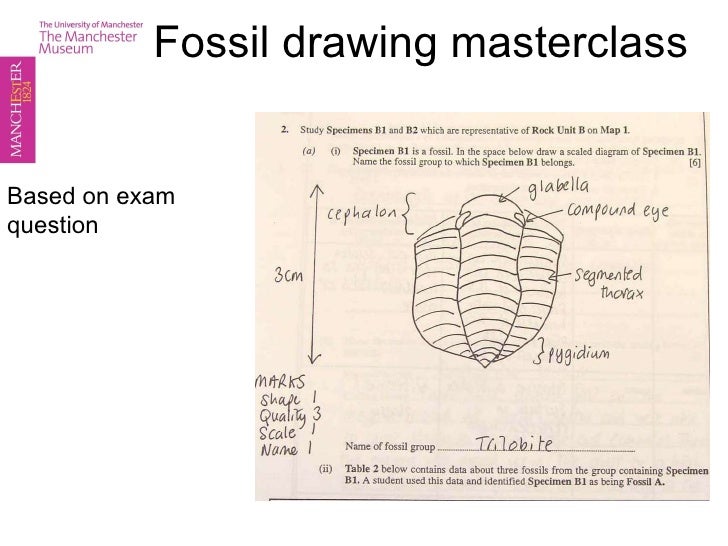 Fossil Drawing Masterclass
