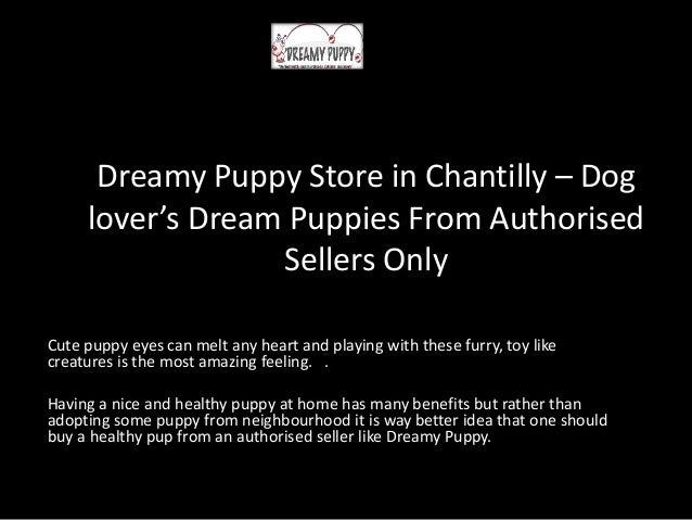 dreamy puppies dreamy puppy store in chantilly puppies from autho dreamy puppies dreamy puppy store in chantilly puppies from autho