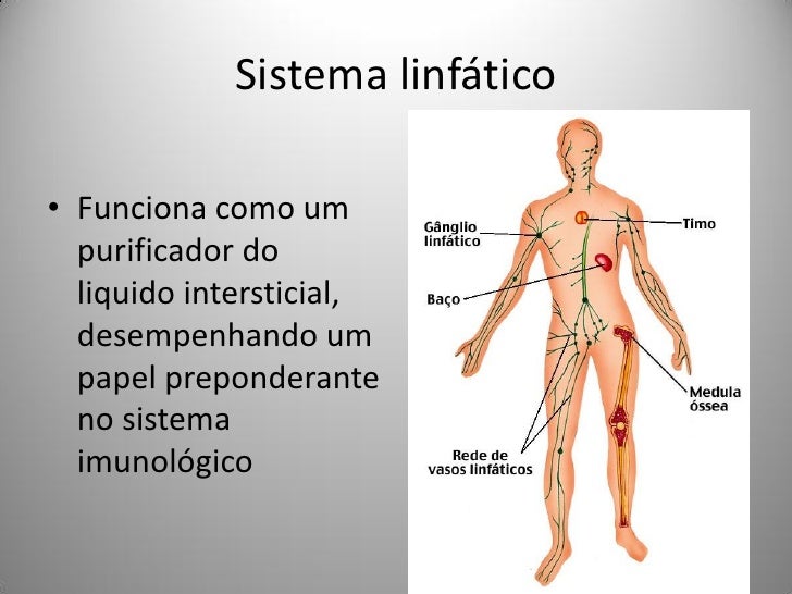 HIST RIA E ORIGEM DA DRENAGEM LINF TICA