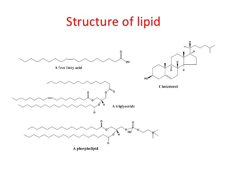 diagram of a lipid structural picture of lipids images diagram of a lipid structural picture of lipids images
