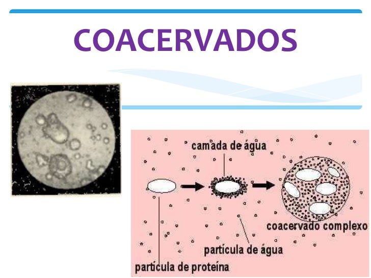 Explique Com Base No Esquema Abaixo A Origem Dos Coacervados