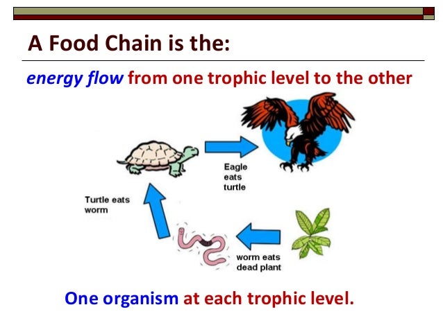 energy transfer examples