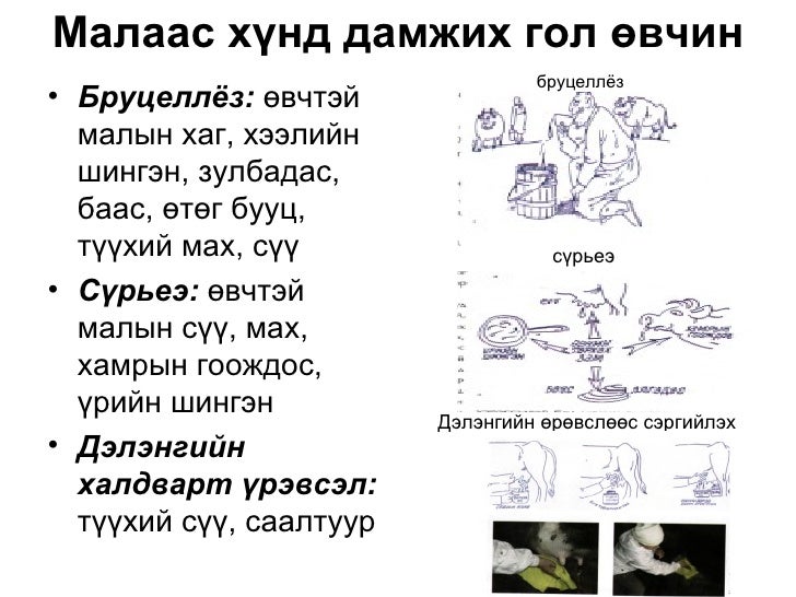 Зооноз фото