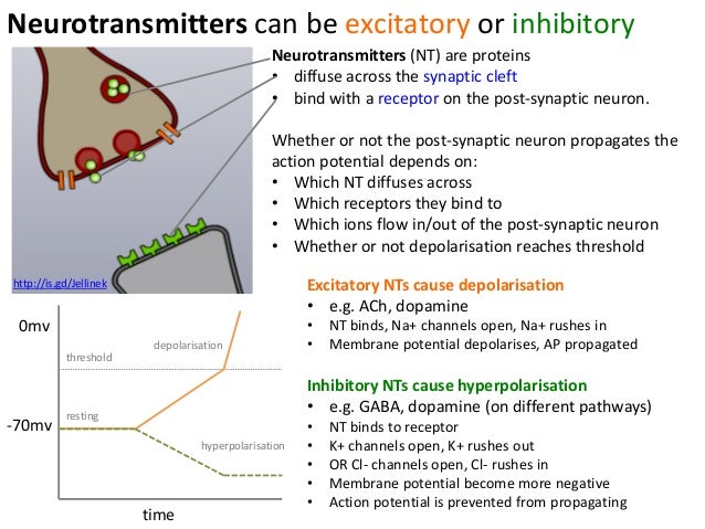 Whether A Synapse Is Excitatory Or Inhibitory Depends On The