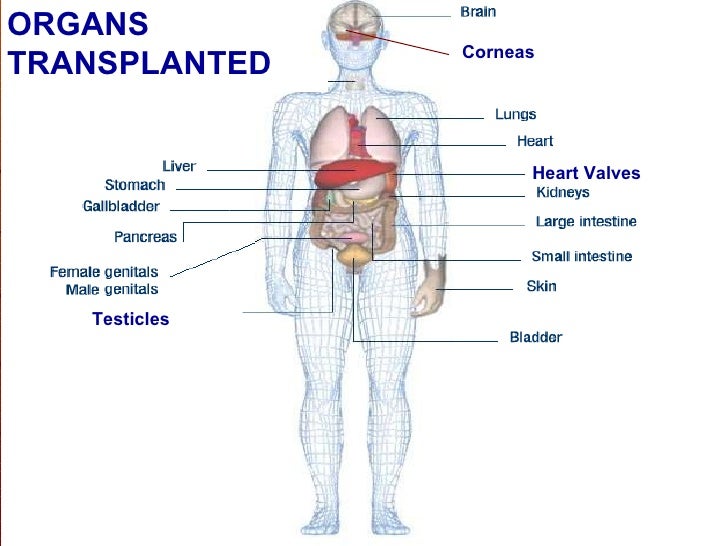 Organ Transplant Essay
