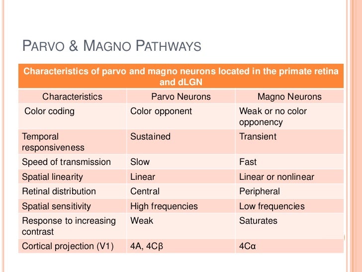 Lecture (Neuroscience)