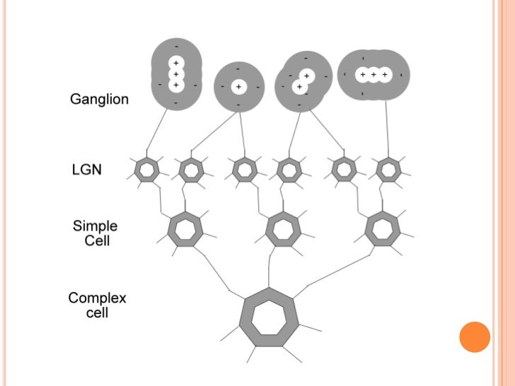 Lecture (Neuroscience)