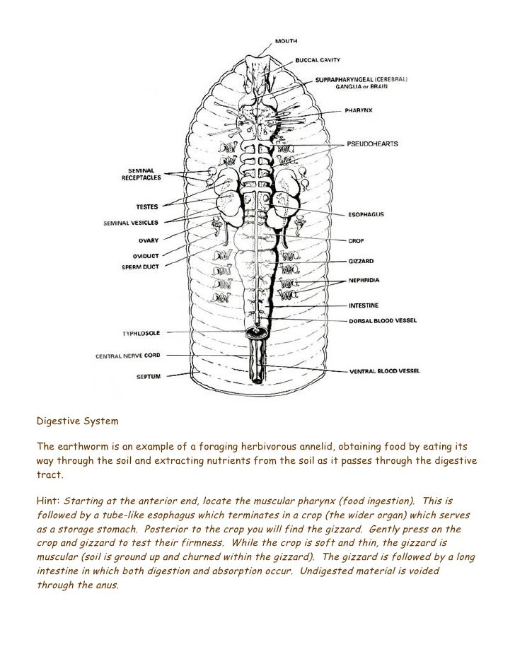 earthworm diagram test earthworm dissection earthworm diagram test earthworm dissection