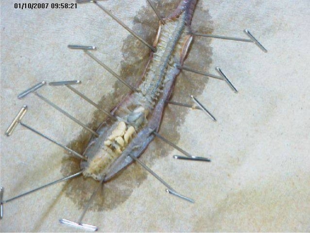 earthworm dissection aortic arches earthworm aortic arches earthworm dissection aortic arches earthworm aortic arches