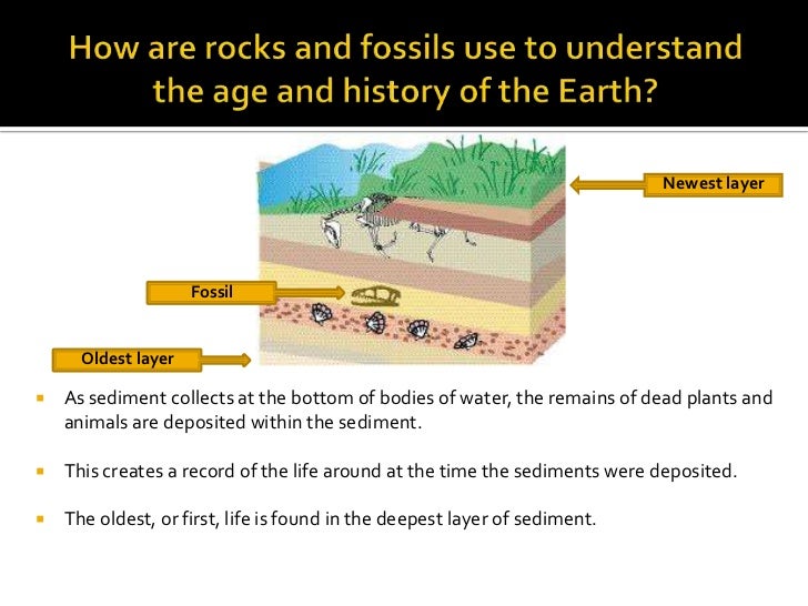do fossil finds contradict the bible Does the theory of evolution contradict the bible do evolutionary theory and scripture contradict each fossils in the same layers as we find whale fossils. do fossil finds contradict the bible Does the theory of evolution contradict the bible do evolutionary theory and scripture contradict each fossils in the same layers as we find whale fossils.