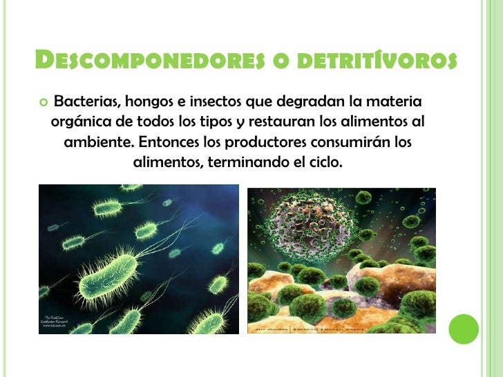 Ecología