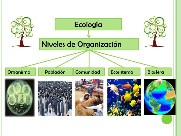 Ecología            Niveles de OrganizaciónOrganismo   Población   Comunidad   Ecosistema   Biosfera 
