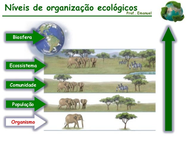 Ecologia - Níveis de organização