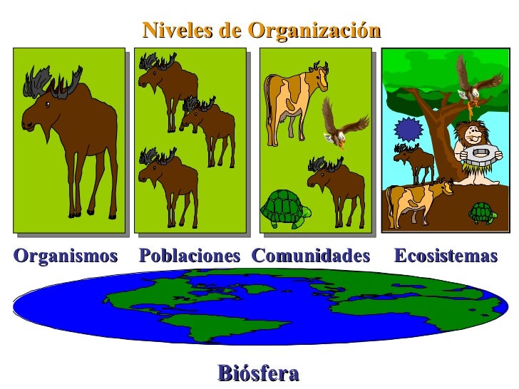 Biologia 1° año NIVELES DE ORGANIZACIÓN
