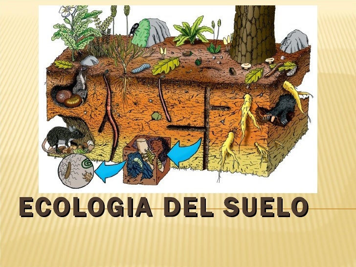 Ecología de suelos