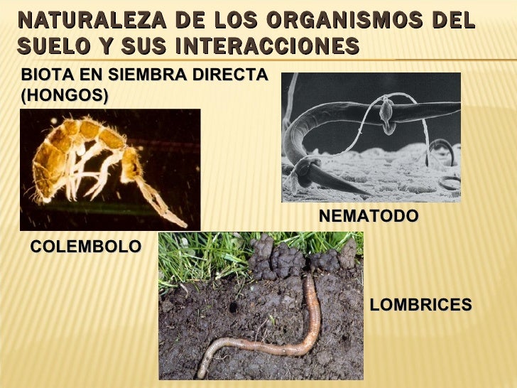 La nuez negra de las lombrices al niño