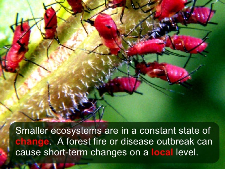 an analysis of the constant changes and ecological succession in the ecosystem Secondary succession refers to the sequential changes in vegetation the rate of change in secondary succession is faster than in hurtt gc and pacala sw (2001) a methodology for scaling vegetation dynamics: the ecosystem demography (ed) model ecological monographs 71: 557. an analysis of the constant changes and ecological succession in the ecosystem Secondary succession refers to the sequential changes in vegetation the rate of change in secondary succession is faster than in hurtt gc and pacala sw (2001) a methodology for scaling vegetation dynamics: the ecosystem demography (ed) model ecological monographs 71: 557.
