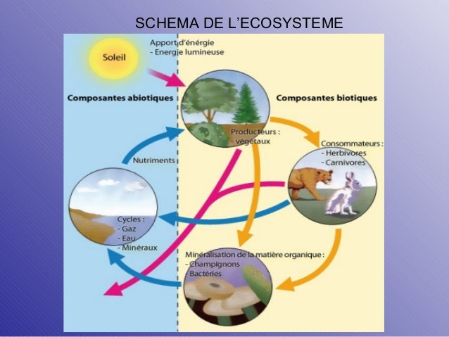 Ecologie l'ecosysteme